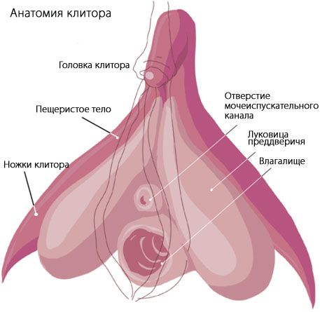 Anatomía del clítoris